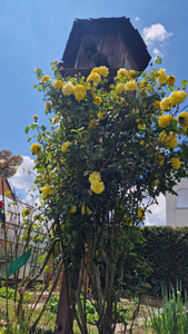 Ferienwohnung Wiesental, Fremdenzimmer, Zimmer, nähe, Legoland, Günzburg, Burgau, Therapiezentrum Burgau, Unterkunft, Übernachtung, Wohnung, Radtouren, Fahrrad, Ferienhaus, Radtourismus Bayern, Schwaben, Allgäu, Unterkunft, Übernachtung, vermietung